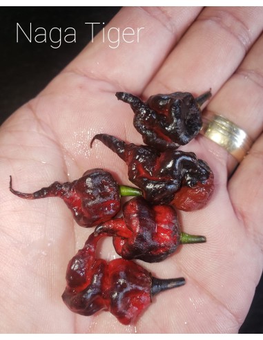 Naga tiger chili ''Naga tiger'' 12 fresh seeds (Capsicum chinense) Exotic chili seeds for sale in Mexico