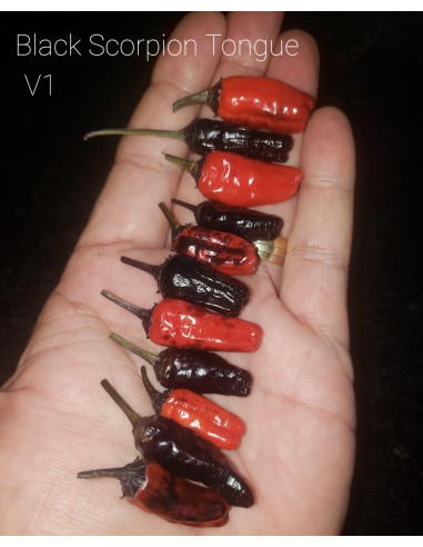 Black Scorpion chili ''Black Scorpion'' tongue V1 12 seeds (Capsicum chinense) Aji, Pepper, Chili, Exotic seeds in Mexico