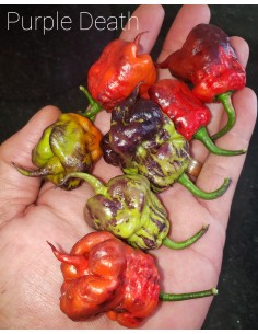 Purple death chili ''Purple...