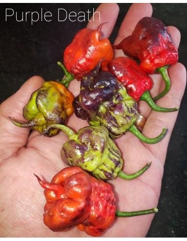 Chile ''Purple death'' 12 Semillas - (Capsicum chinense) Raras variedades de pimiento en Mexico-  Chiles raros