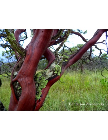 1 Arbolito de Pingüica - Arbol medicinal 100%...