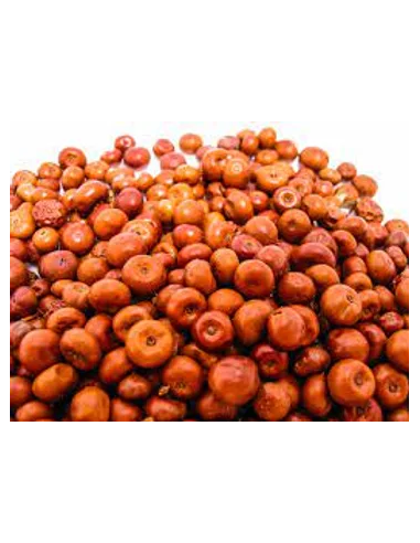 1 Pingüica Tree - 100% Mexican and natural...