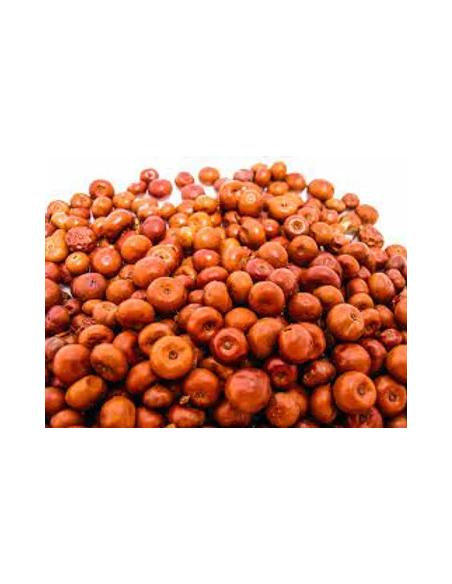 1 Arbolito de Pingüica - Arbol medicinal 100% Mexicano y natural - Cultiva pingüica en tu propia casa