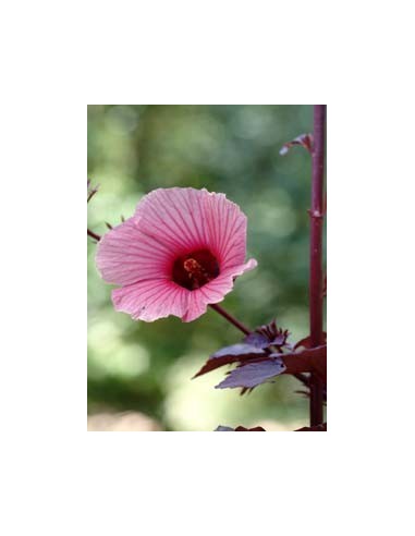 25 Semillas de Flor de Jamaica (Hibiscus sabdariffa) Cultivo en casa de Jamaica - Compra semillas ahora.