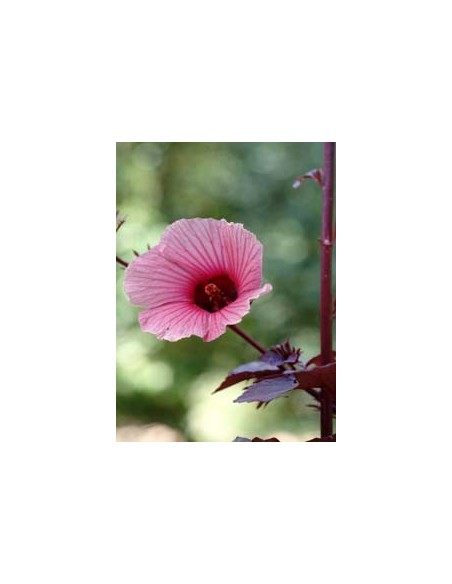 25 Semillas de Flor de Jamaica (Hibiscus sabdariffa) Cultivo en casa de Jamaica - Compra semillas ahora.