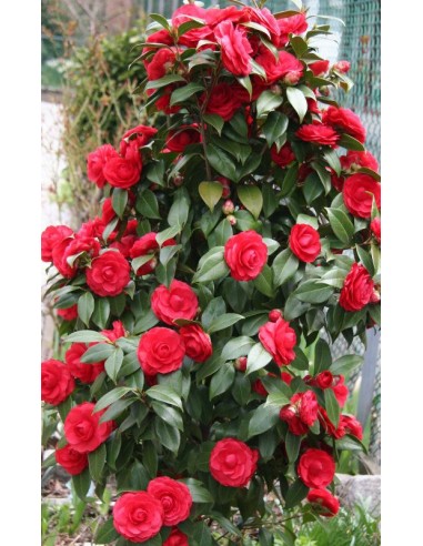 1 Camellia Red Japonica sapling / The flower...