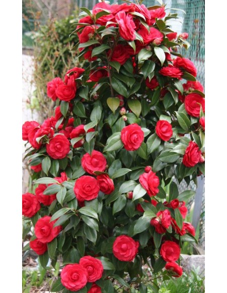 1 Camellia Red Japonica sapling / The flower that extends the life of the skin / Live tree for sale