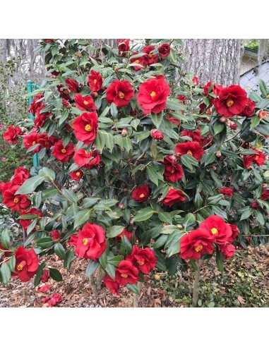1 Camellia Red Japonica sapling / The flower...