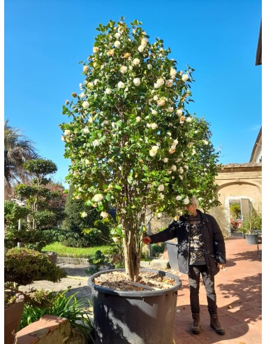 1 Arbolito de Camelia blanca perfumada (Camelia japonica) Plantas de camelia para maceta y balcones