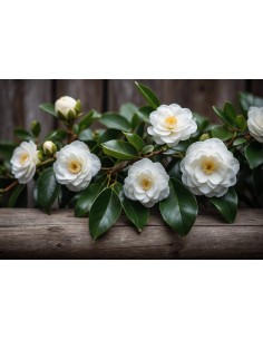 1 Arbolito de Camelia... 2