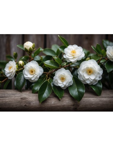 1 Camellia japonica tree (Camellia japonica)...