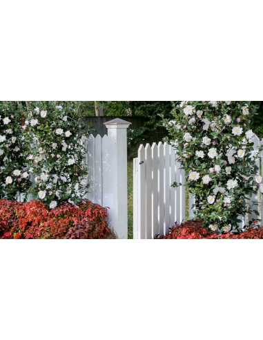 1 Camellia japonica tree (Camellia japonica)...
