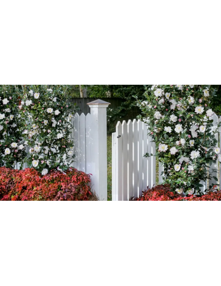 1 Camellia japonica tree (Camellia japonica) Camellia plants for pot and balconies