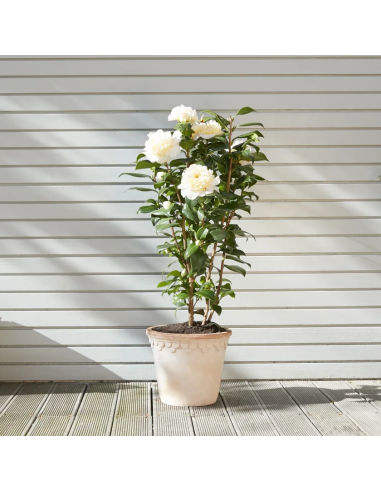 1 Camellia japonica tree (Camellia japonica)...