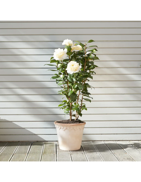 1 Camellia japonica tree (Camellia japonica) Camellia plants for pot and balconies