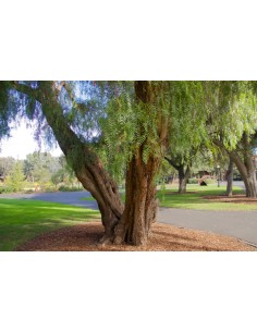 1 Tree de Pirul arbol de...