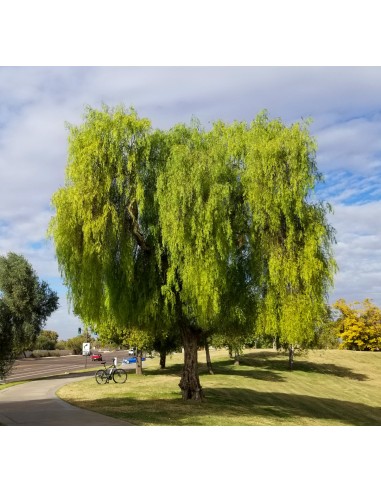 1 Tree de Pirul arbol de Pirul / We ship to all...