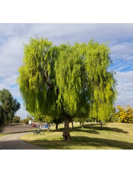 1 Tree de Pirul arbol de Pirul / We ship to all the country / Schinus molle Live and real trees.