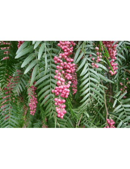 1 Tree de Pirul arbol de Pirul / We ship to all the country / Schinus molle Live and real trees.