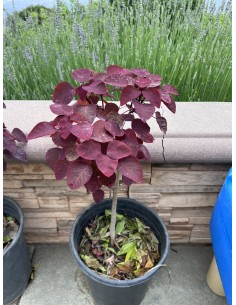 1 Arbolito de Sangre...