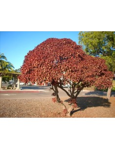 1 Lebanese Blood Tree... 2