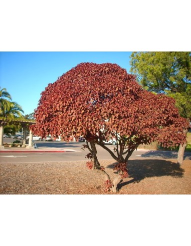 1 Lebanese Blood Tree (Euphorbia cotinifolia)...