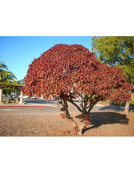 1 Lebanese Blood Tree (Euphorbia cotinifolia) Intense red tree with intense colors.