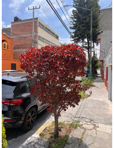 1 Lebanese Blood Tree (Euphorbia cotinifolia)...