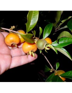 1 Pitomba tree (Eugenia...