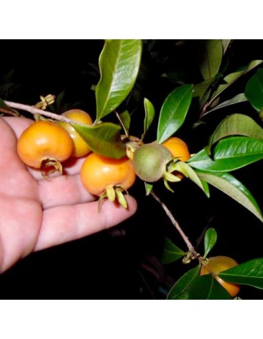 1 Arbolito de Pitomba (Eugenia luschnathiana) Raros arboles frutales por internet / Envios a todo Mexico