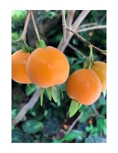 1 Pitomba tree (Eugenia... 2