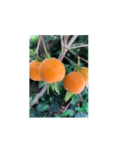 1 Pitomba tree (Eugenia luschnathiana) Rare...