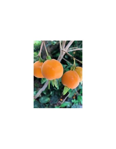 1 Pitomba tree (Eugenia luschnathiana) Rare fruit trees by internet / Shipping to all Mexico
