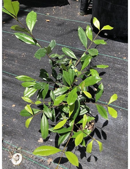 1 Pitomba tree (Eugenia luschnathiana) Rare fruit trees by internet / Shipping to all Mexico