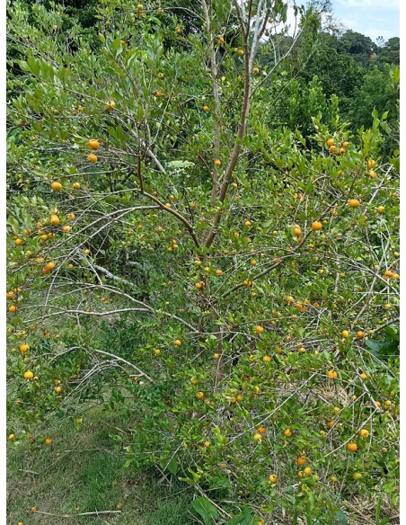 1 Pitomba tree (Eugenia luschnathiana) Rare fruit trees by internet / Shipping to all Mexico