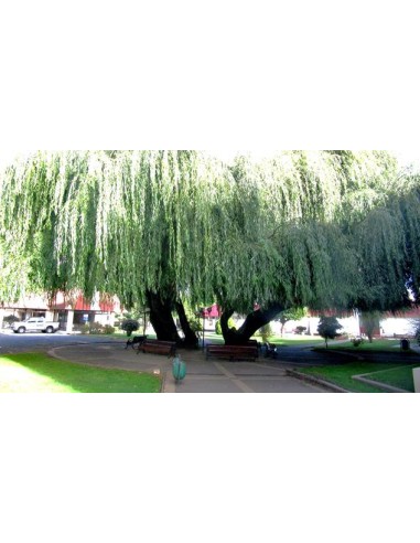 1 Weeping willow sapling (Salyx babylonica) Weeping willow tree for sale in nursery or pot in Vivero Envios