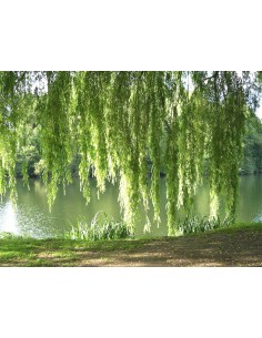 1 Weeping willow sapling... 2