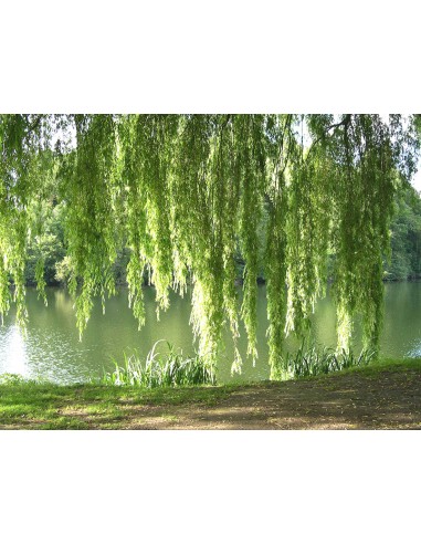 1 Weeping willow sapling (Salyx babylonica)...