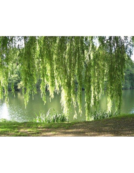 1 Weeping willow sapling (Salyx babylonica) Weeping willow tree for sale in nursery or pot in Vivero Envios