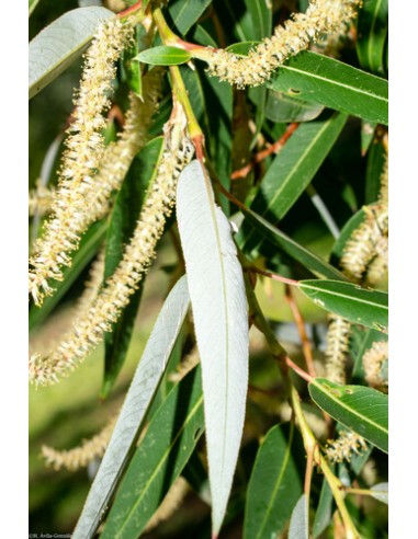 1 Weeping willow sapling (Salyx babylonica)...