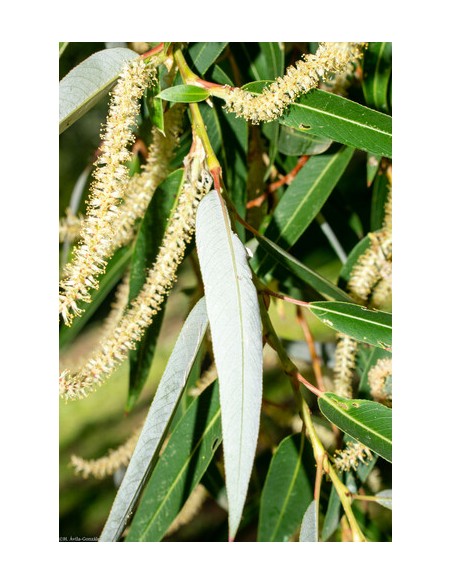 1 Weeping willow sapling (Salyx babylonica) Weeping willow tree for sale in nursery or pot in Vivero Envios