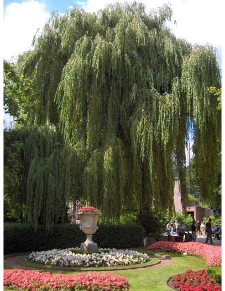1 Weeping willow sapling (Salyx babylonica) Weeping willow tree for sale in nursery or pot in Vivero Envios