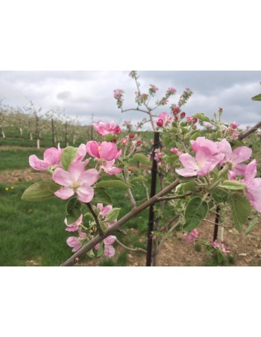 1 Apple tree Pink pearl Grafted / Nurseries in Veracruz producers of Apple Pink pearl