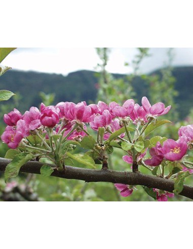 1 Arbolito de Manzana Pink pearl Injertado /...