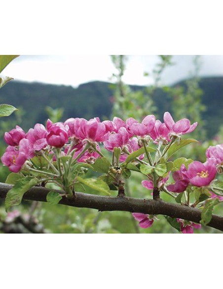 1 Apple tree Pink pearl Grafted / Nurseries in Veracruz producers of Apple Pink pearl