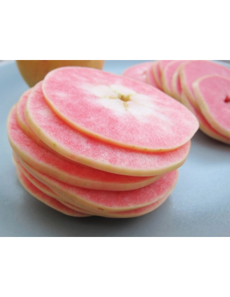 1 Apple tree Pink pearl Grafted / Nurseries in Veracruz producers of Apple Pink pearl