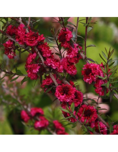 1 Arbolito de Erika roja (Leptospermum Scoparium) Arbol pequeño con flores para maceta / Climas fríos