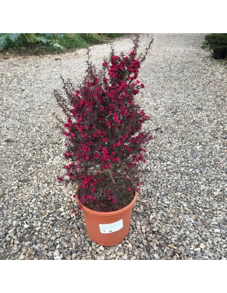 1 Arbolito de Erika roja (Leptospermum Scoparium) Arbol pequeño con flores para maceta / Climas fríos