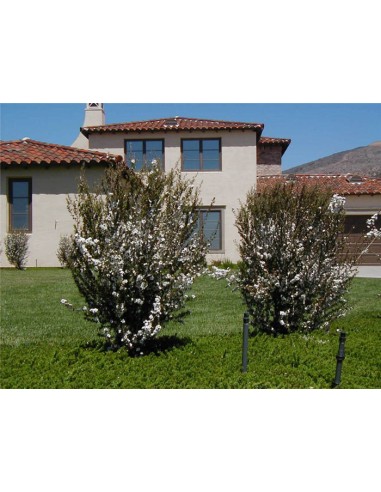 1 Arbol de Erica blanca (Leptospermum Scoparium) Arbol del te de nueva Zelanda / Venta en Mexico