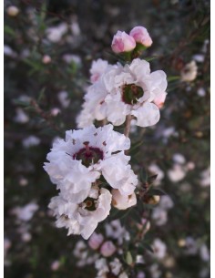 1 Arbol de Erica blanca... 2